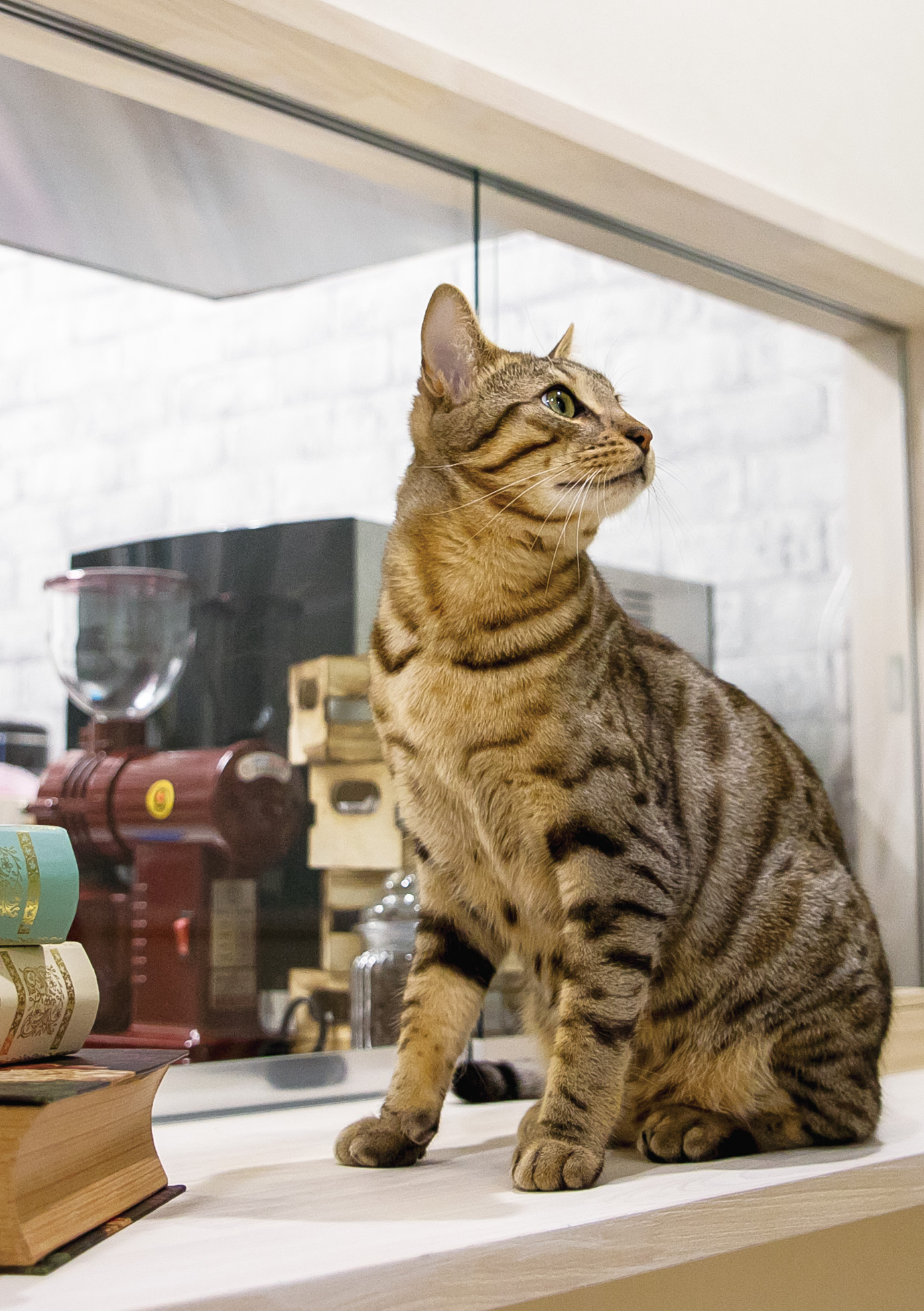 Via Atアプリの利用スポットに北千住の猫カフェ Lipmy リプミィ が登録され利用がスタートいたしました ヴィアート Via At